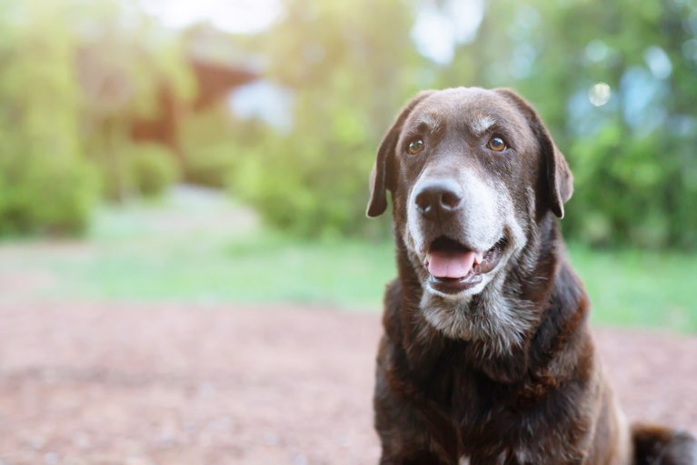 Arthrose beim Hund
