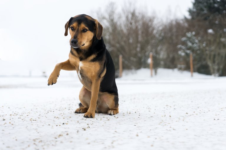 Ellbogendysplasie beim Hund