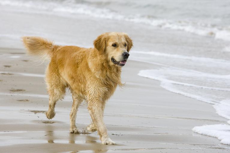 Kreuzbandriss beim Hund